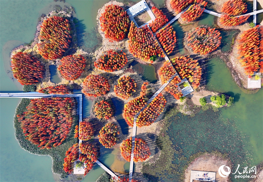 南昌市魚尾洲濕地公園，連片的水杉色彩斑斕、層林盡染。人民網 朱海鵬攝