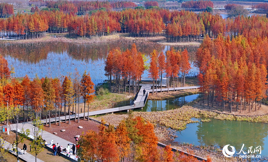 南昌市魚尾洲濕地公園，連片的水杉色彩斑斕、層林盡染。人民網 朱海鵬攝