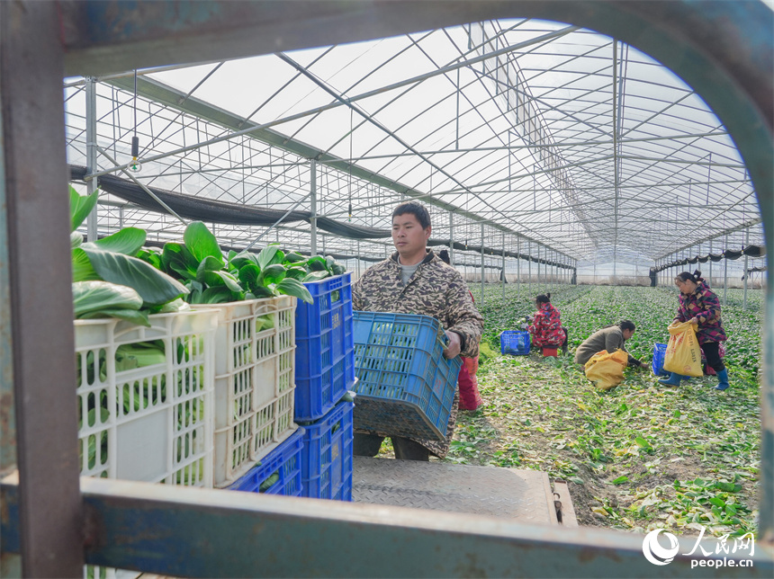 江西省撫州市東臨新區竹溪村千畝蔬菜種植基地，村民們正在加緊採收蔬菜。人民網 孔文進攝