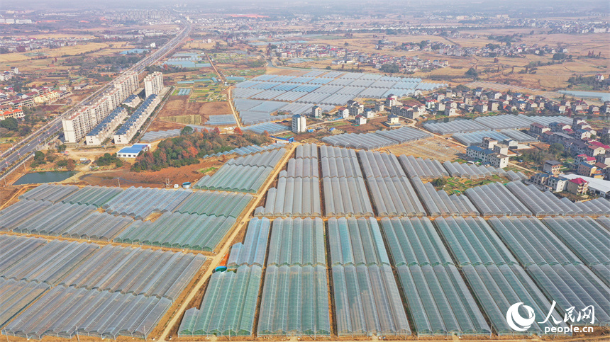 江西省抚州市东临新区竹溪村千亩蔬菜种植基地，一排排蔬菜大棚鳞次栉比、整齐排列。李帅龙摄