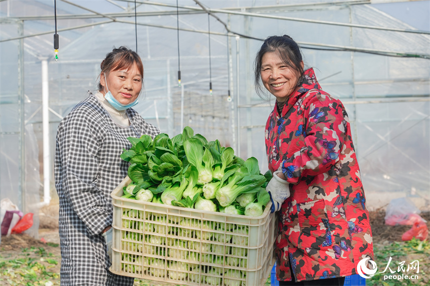 江西省抚州市东临新区竹溪村千亩蔬菜大棚内绿意盎然。人民网 孔文进摄