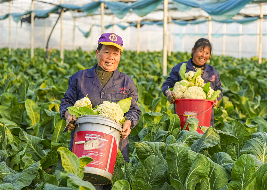 前山村蔬菜大棚基地內，農戶正採收西藍花。謝東攝