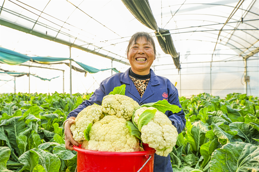 前山村蔬菜大棚基地內，農戶正採收西藍花。謝東攝