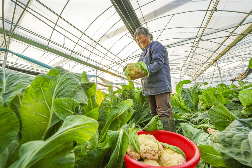 前山村蔬菜大棚基地內，農戶正採收西藍花。謝東攝