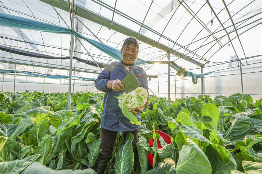 前山村蔬菜大棚基地內，農戶正採收西藍花。謝東攝