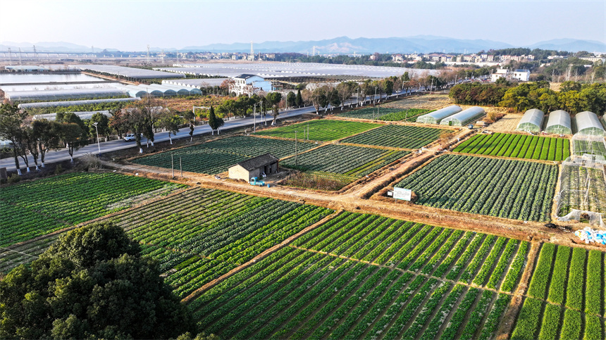 江西省吉安市吉水縣醪橋鎮都陂村冬油菜長勢喜人。廖敏攝