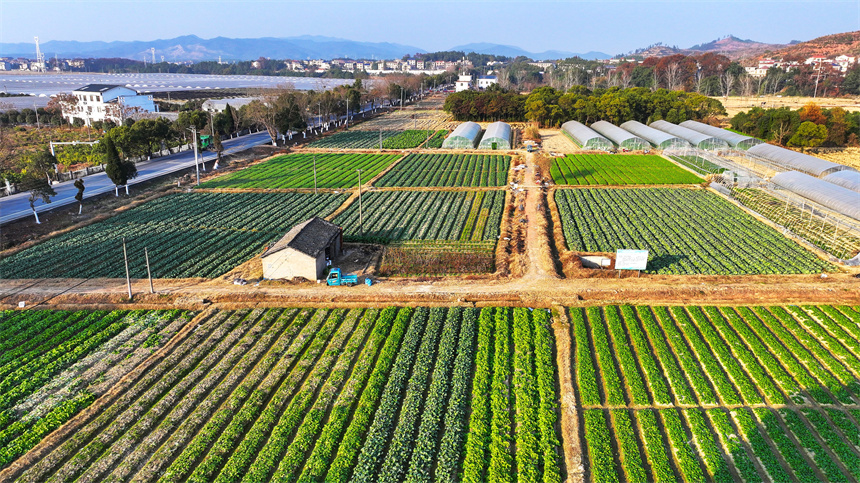 江西省吉安市吉水县醪桥镇都陂村冬油菜长势喜人。廖敏摄