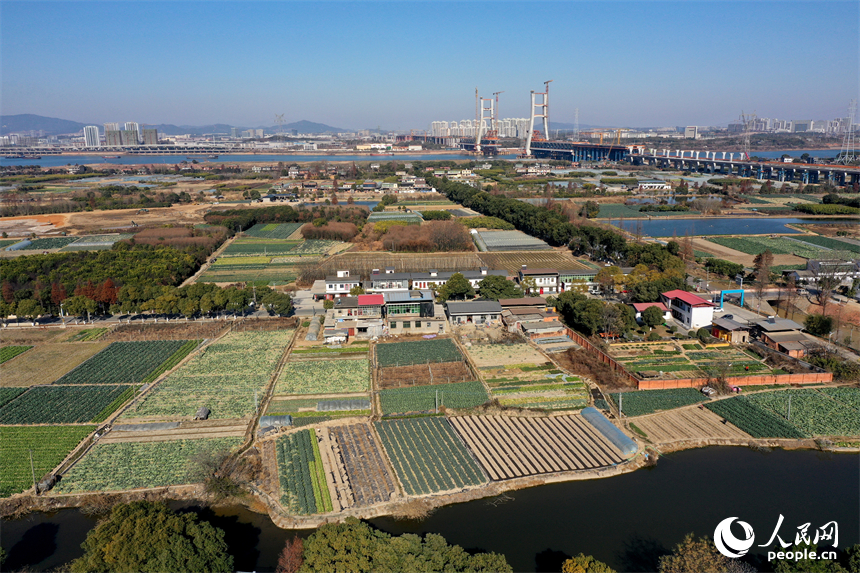 南昌市東湖區揚子洲鎮大片農田在冬季依舊呈現綠意盎然的景象。人民網記者 時雨攝