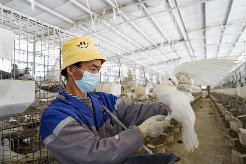 工人在饲养肉鸽。