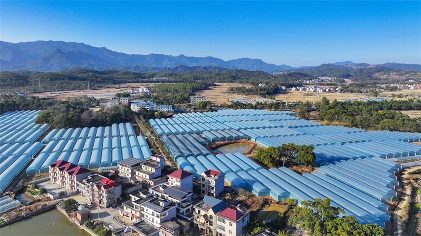 吉水縣烏江鎮果樹園村，連綿排列的蔬菜大棚和錯落有致的民居交相輝映。廖敏攝