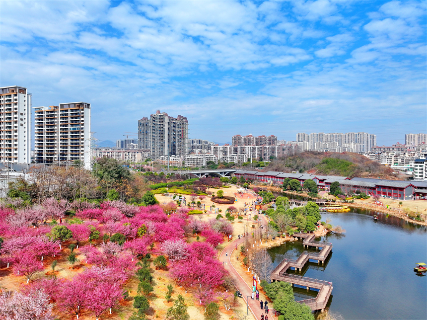 贛州市金鳳梅園紅梅綻放，美不勝收，吸引不少游客前來游玩。人民網 朱海鵬攝