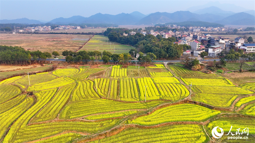 吉安市吉水县不少乡村盛开的油菜花与房屋、青山相映成景，构成一幅生机盎然的春日田园画卷，吸引游客前来赏花游玩。人民网 朱海鹏摄