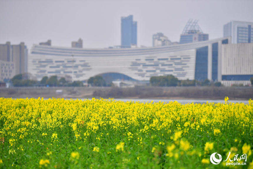 盛开的油菜花与城市美景相融。人民网记者 时雨摄