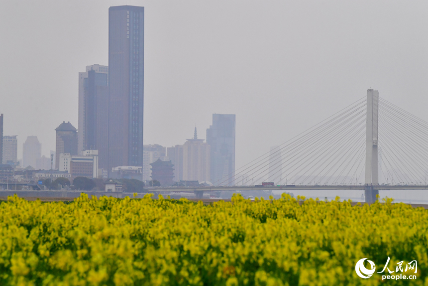 盛开的油菜花与城市美景相融。人民网记者 时雨摄