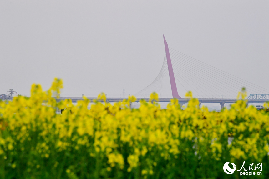 盛开的油菜花与城市美景相融。人民网记者 时雨摄