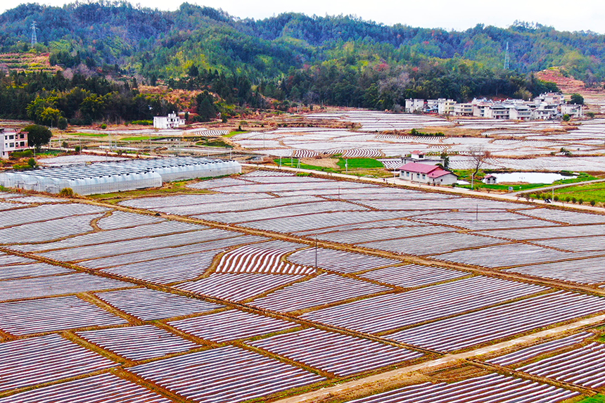 20多名“農事鐘點工”在田間勞作，一派繁忙景象 。劉兆春攝