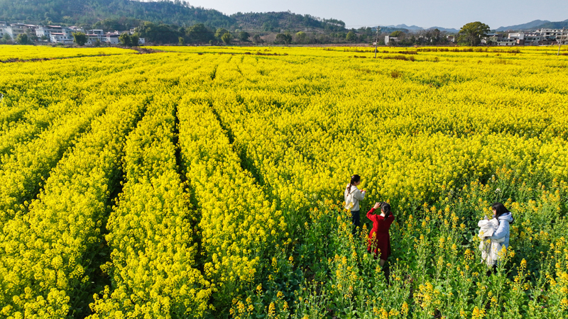 信丰县铁石口镇，1200亩金色油菜花海与山水交相辉映，构成了一幅幅美丽的乡村画卷。