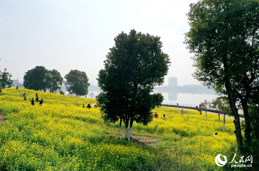 九龙湖湿地公园内绽放的油菜花吸引市民和游客拍照打卡。人民网记者 时雨摄