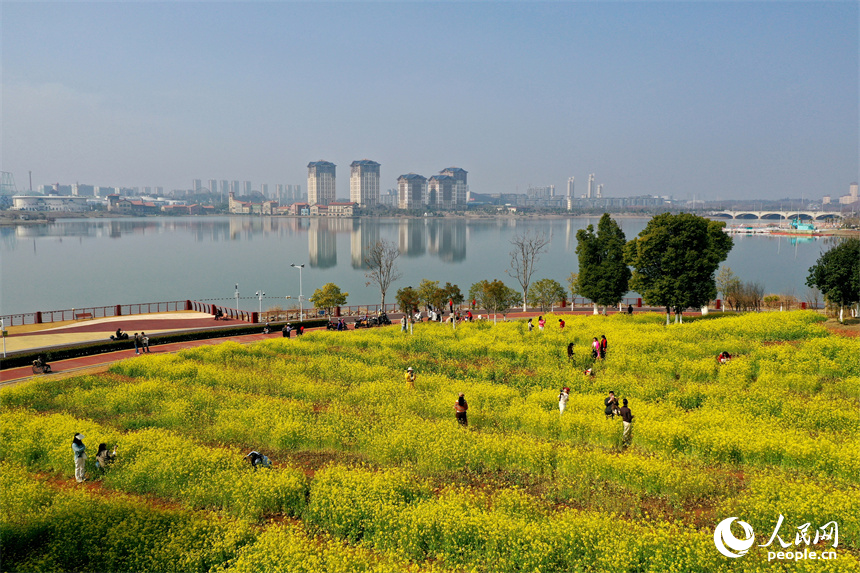 九龍湖濕地公園內綻放的油菜花吸引市民和游客拍照打卡。人民網記者 時雨攝