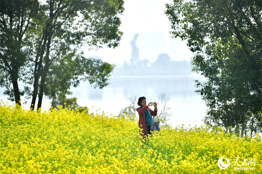 九龍湖濕地公園內綻放的油菜花吸引市民和游客拍照打卡。人民網記者 時雨攝