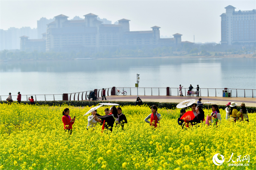 九龍湖濕地公園內綻放的油菜花吸引市民和游客拍照打卡。人民網記者 時雨攝