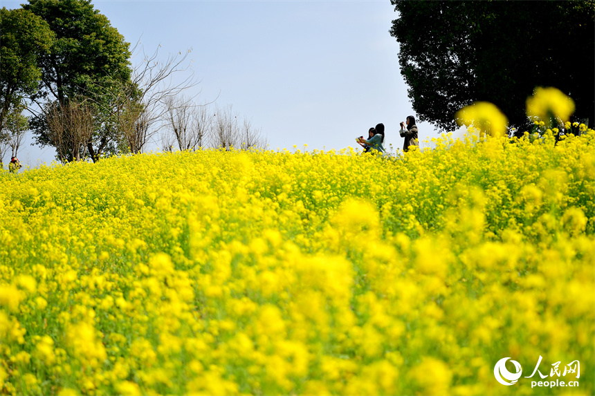 九龍湖濕地公園內綻放的油菜花吸引市民和游客拍照打卡。人民網記者 時雨攝