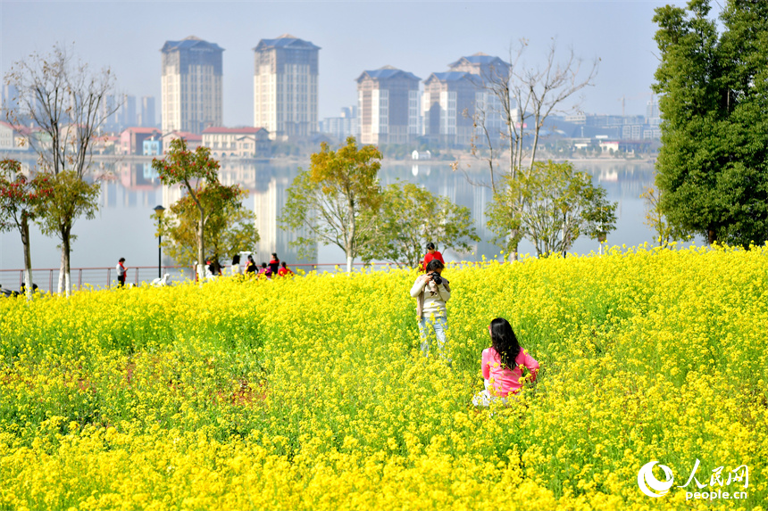 九龍湖濕地公園內綻放的油菜花吸引市民和游客拍照打卡。人民網記者 時雨攝