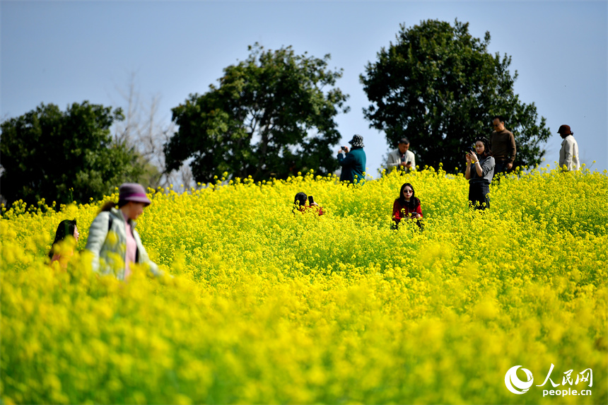 九龍湖濕地公園內綻放的油菜花吸引市民和游客拍照打卡。人民網記者 時雨攝