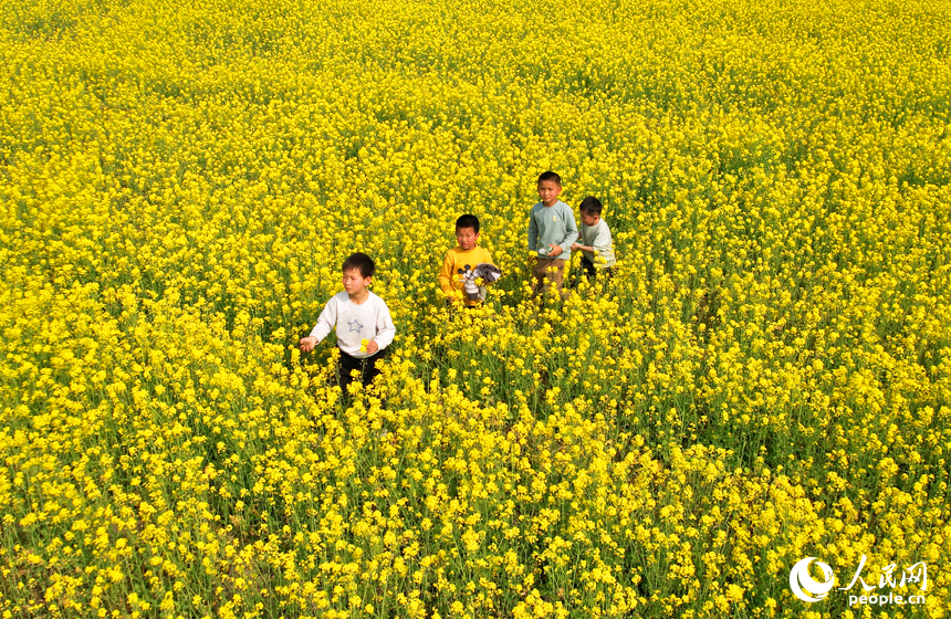 市民游客在油菜花海中感受春日的绚烂与美好。人民网记者 毛思远摄