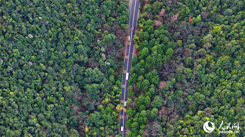 贛州市安遠縣三百山景區，載著游客的旅游觀光車在綠樹青山中往來穿行。人民網 朱海鵬攝