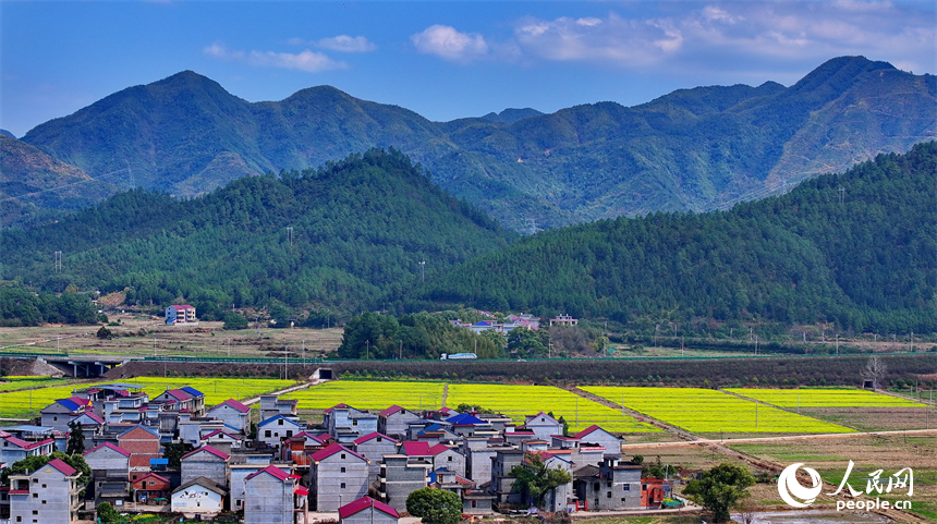 吉水縣醪橋鎮油菜花盛開，春景怡人。人民網 朱海鵬攝