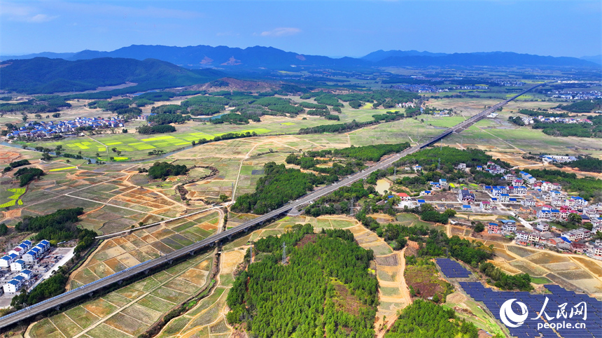 吉水縣醪橋鎮油菜花盛開，春景怡人。人民網 朱海鵬攝