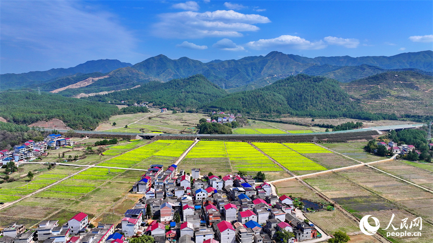 吉水縣醪橋鎮油菜花盛開，春景怡人。人民網 朱海鵬攝