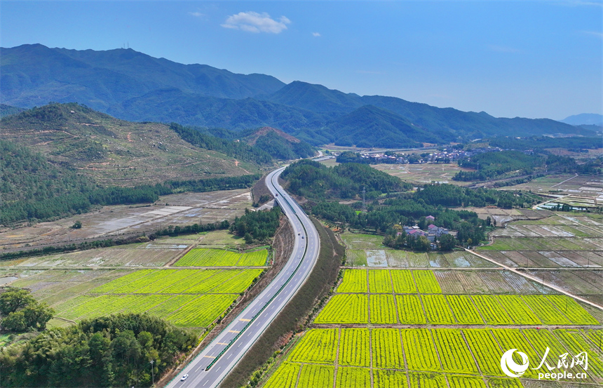 吉水縣醪橋鎮油菜花盛開，春景怡人。人民網 朱海鵬攝