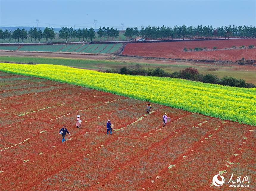 樟树市义成镇乌塘村的农业产业种植基地，农事“钟点工”在田间给农作物施肥。人民网 朱海鹏摄