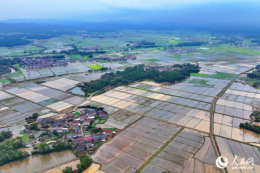 抚州市崇仁县六家桥乡艾坊村，春雨浸润后的高标准农田阡陌纵横、路通渠连，如同调色盘。人民网 朱海鹏摄