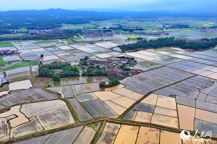 抚州市崇仁县六家桥乡艾坊村，春雨浸润后的高标准农田阡陌纵横、路通渠连，如同调色盘。人民网 朱海鹏摄