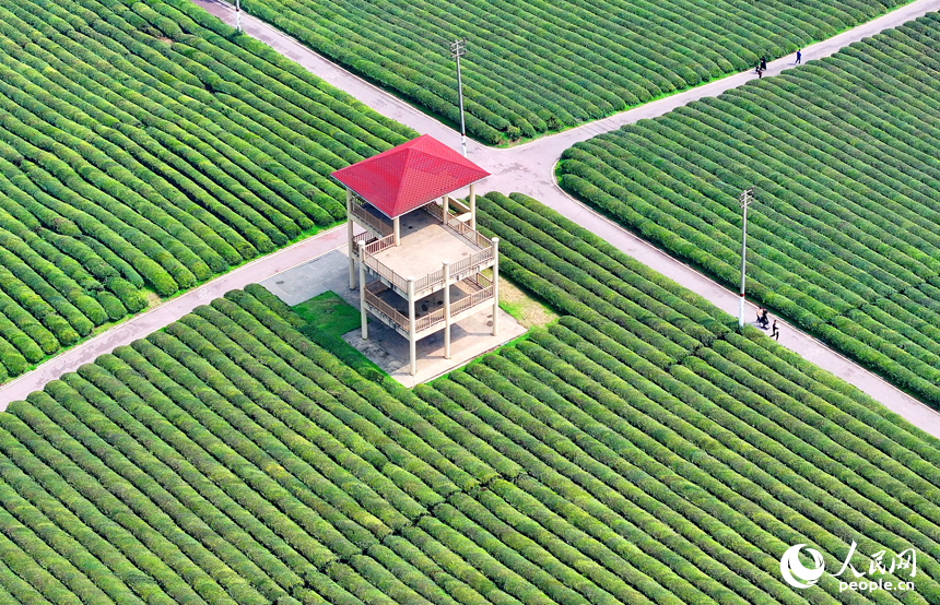 抚州市金溪县秀谷镇肖科村的一处茶园，许多游客前来骑行游玩，处处绿景怡人、春意盎然。人民网 朱海鹏摄