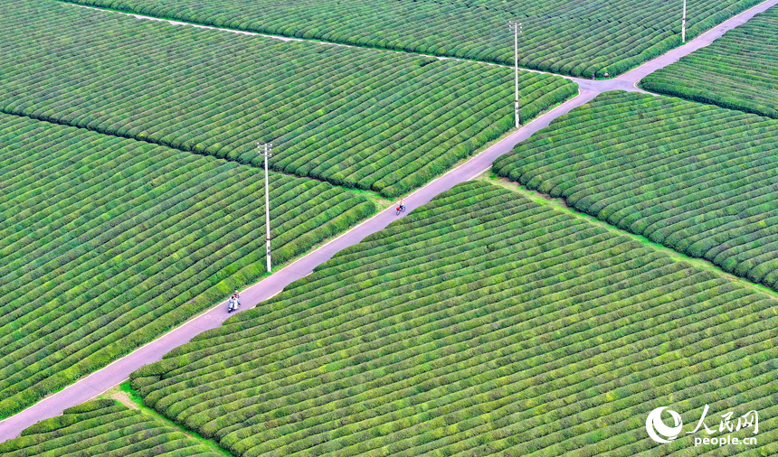 抚州市金溪县秀谷镇肖科村的一处茶园，许多游客前来骑行游玩，处处绿景怡人、春意盎然。人民网 朱海鹏摄