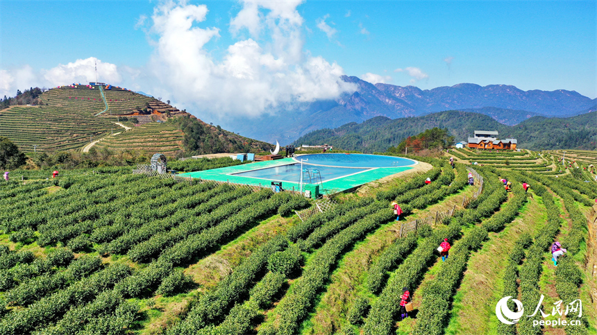 赣州市崇义县上堡乡万长山高山茶场，茶农抢抓利好天气采摘明前茶供应市场。人民网 朱海鹏摄