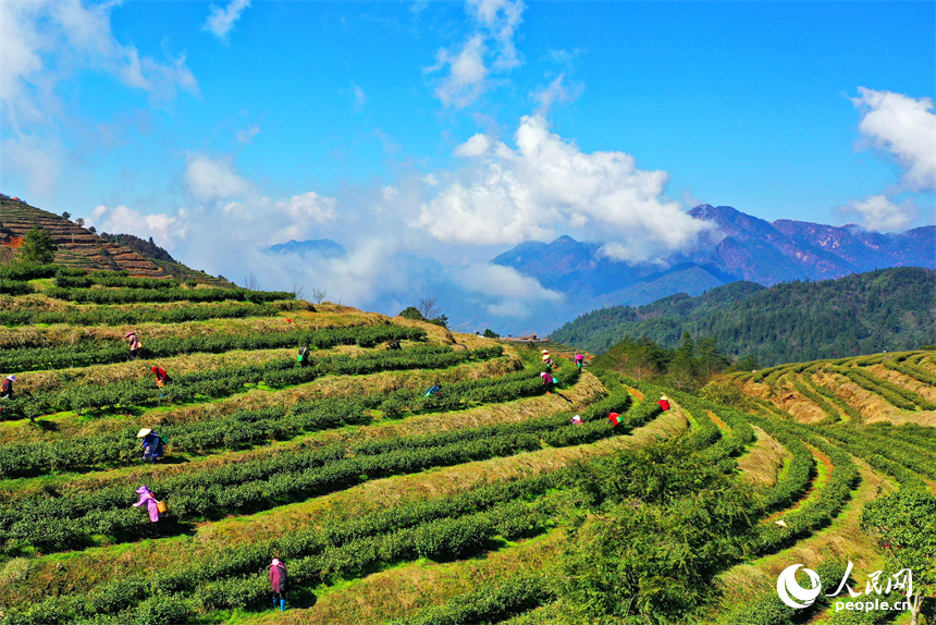 赣州市崇义县上堡乡万长山高山茶场，茶农抢抓利好天气采摘明前茶供应市场。人民网 朱海鹏摄