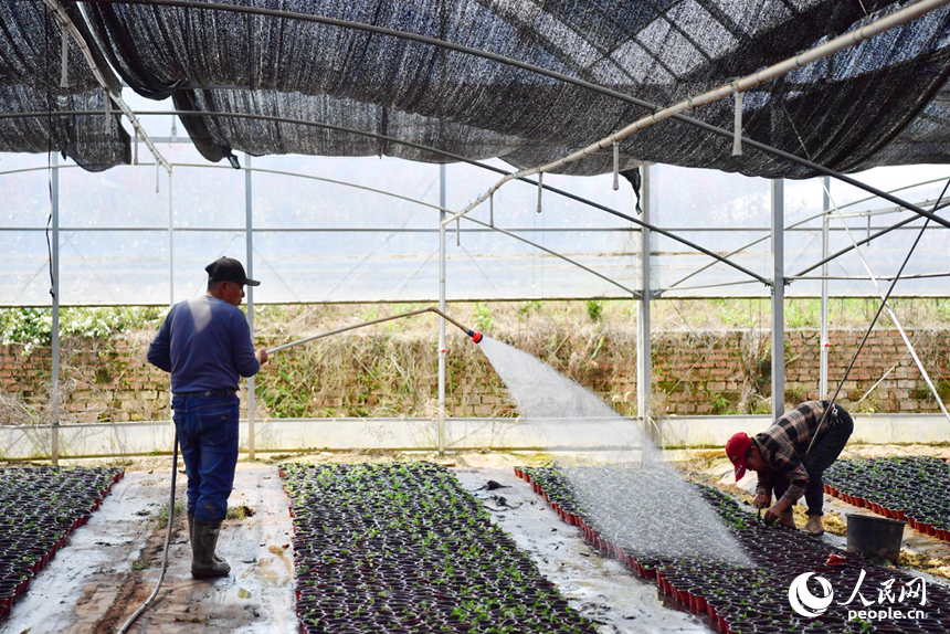 花卉基地裡，務工的村民搶抓時節栽種花苗，力爭在五一假期供應市場。人民網記者 時雨攝