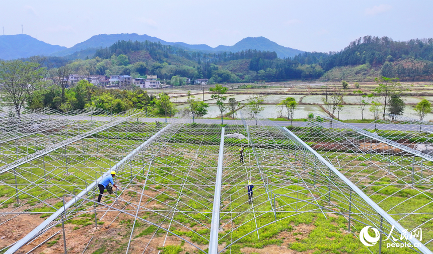 贛州市全南縣龍源壩鎮鎮頭村，村民在搭建蔬菜種植大棚鋼架，為春種做准備。人民網 朱海鵬攝