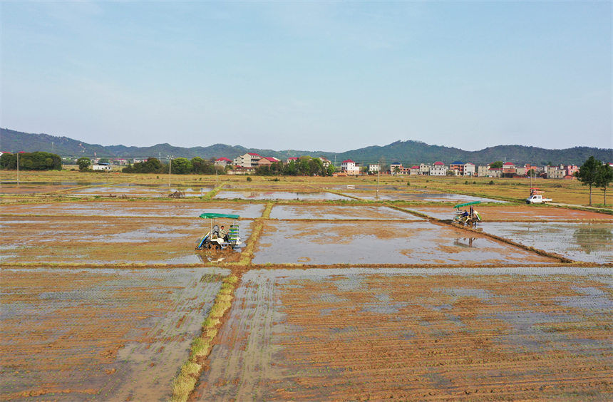 撫州市東鄉區小璜鎮慧農水稻種植專業合作社，種糧大戶正搶抓農時駕駛插秧機插播早稻秧苗。饒方其攝