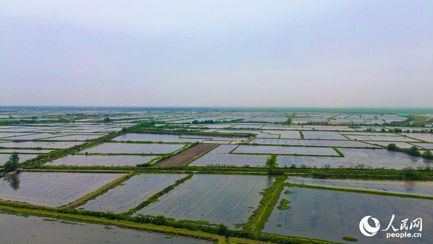 层层叠叠的水波中是一亩一亩虾稻田。恒湖垦殖场供图