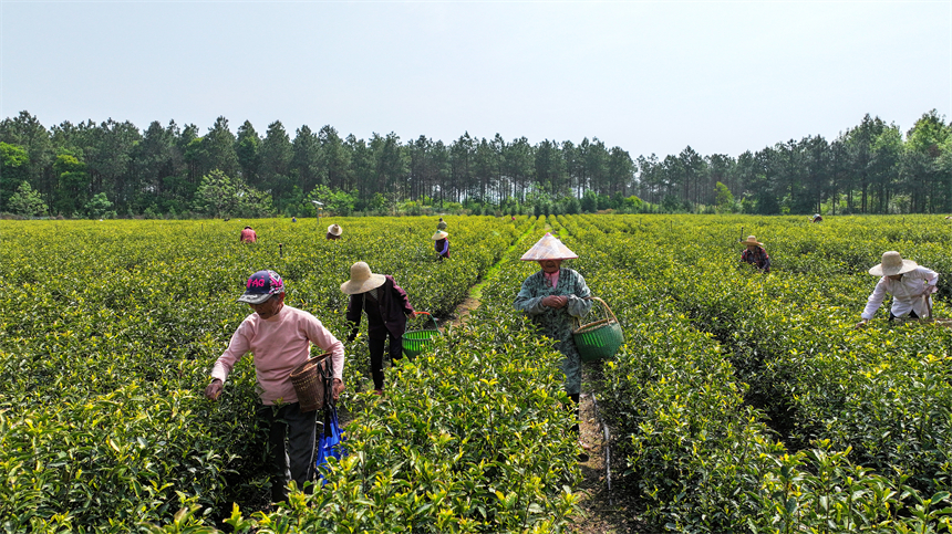 村民正在採摘春茶。 廖敏攝