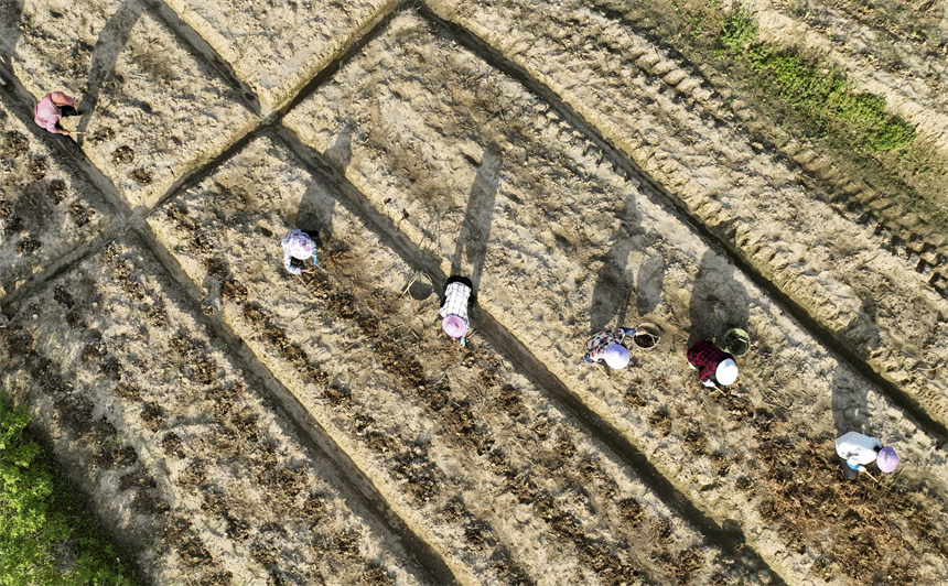 湖口縣馬影鎮羅嶺社區，村民們趁晴好天氣，將一株株黃花菜苗栽入新翻的田壟。鄭飛華攝