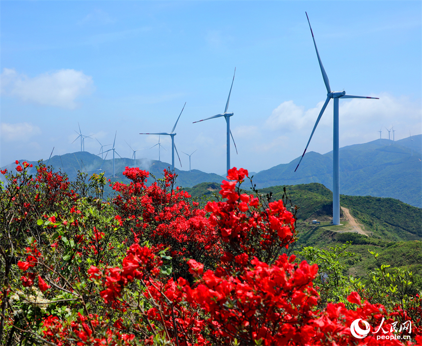 赣州市石城县八卦脑景区，迎风旋转的风力发电机与杜鹃花、云海、群山交相辉映。人民网 朱海鹏摄