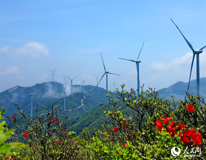 赣州市石城县八卦脑景区，迎风旋转的风力发电机与杜鹃花、云海、群山交相辉映。人民网 朱海鹏摄
