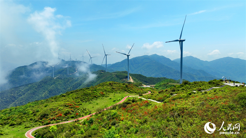 赣州市石城县八卦脑景区，迎风旋转的风力发电机与杜鹃花、云海、群山交相辉映。人民网 朱海鹏摄